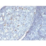 Immunohistochemistry - Anti-Human IgM Heavy Chain Antibody [Cocktail IgM] - BSA and Azide free (A252142) - Antibodies.com