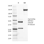 SDS-PAGE - Anti-Human IgM Heavy Chain Antibody [R1/69] - BSA and Azide free (A252144) - Antibodies.com