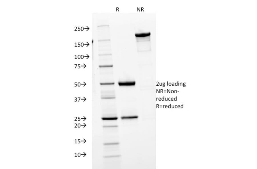 SDS-PAGE - Anti-Human IgM Heavy Chain Antibody [IGHM/1623] - BSA and Azide free (A252144) - Antibodies.com
