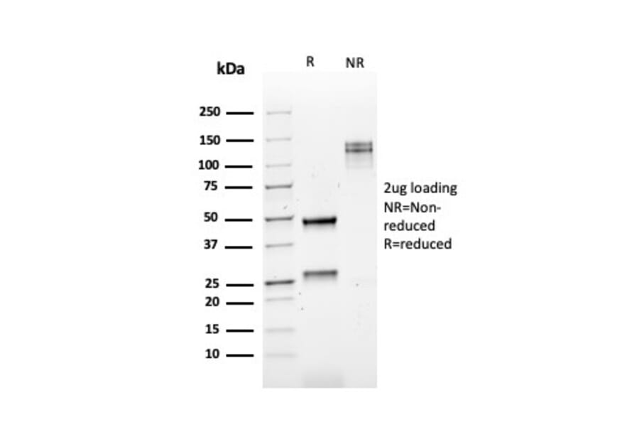SDS-PAGE - Anti-Kappa Light Chain Antibody [rKLC709] - BSA and Azide free (A252152) - Antibodies.com