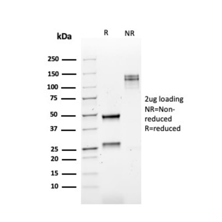 SDS-PAGE - Anti-Kappa Light Chain Antibody [rKLC709] - BSA and Azide free (A252152) - Antibodies.com