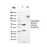 SDS-PAGE - Anti-Kappa Light Chain Antibody [rKLC709] - BSA and Azide free (A252152) - Antibodies.com