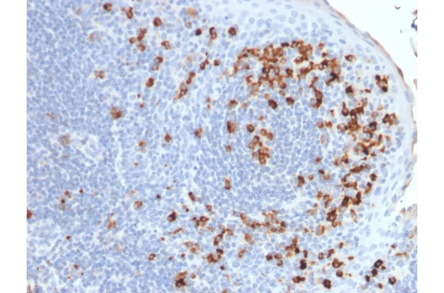 Immunohistochemistry - Anti-Kappa Light Chain Antibody [rKLC264] - BSA and Azide free (A252153) - Antibodies.com