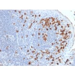 Immunohistochemistry - Anti-Kappa Light Chain Antibody [rKLC264] - BSA and Azide free (A252153) - Antibodies.com