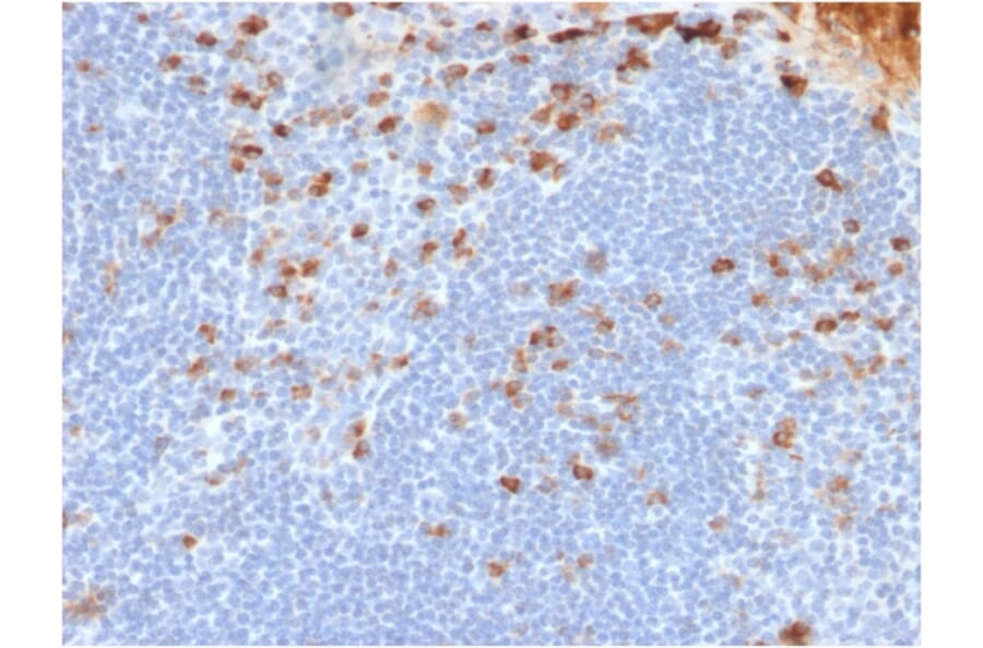 Immunohistochemistry - Anti-Kappa Light Chain Antibody [rL1C1] - BSA and Azide free (A252154) - Antibodies.com