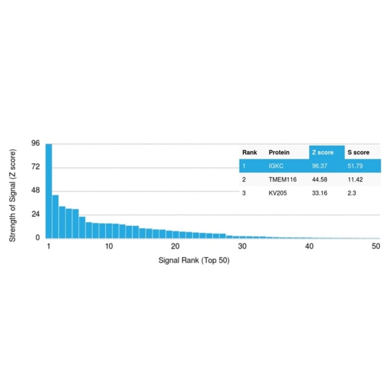 Protein Array - Anti-Kappa Light Chain Antibody [rL1C1] - BSA and Azide free (A252153) - Antibodies.com