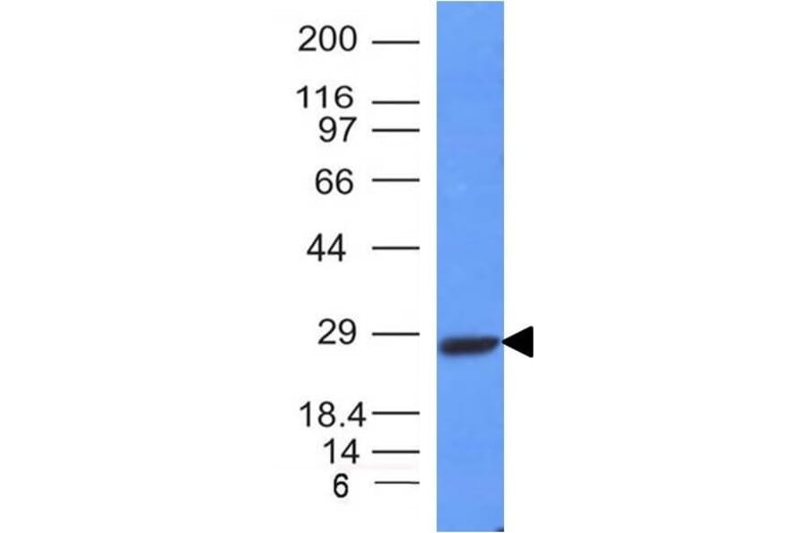 Western Blot - Anti-Kappa Light Chain Antibody [L1C1] - BSA and Azide free (A252155) - Antibodies.com