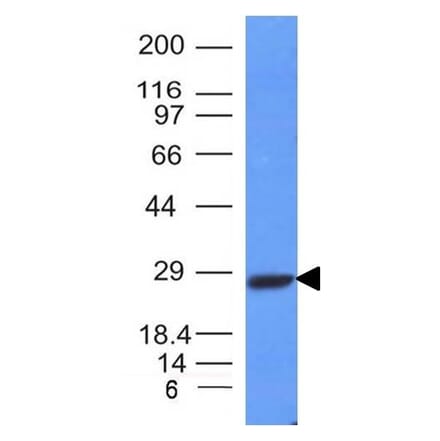 Western Blot - Anti-Kappa Light Chain Antibody [L1C1] - BSA and Azide free (A252155) - Antibodies.com