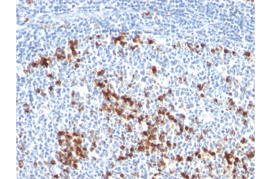 Immunohistochemistry - Anti-Kappa Light Chain Antibody [L1C1] - BSA and Azide free (A252154) - Antibodies.com