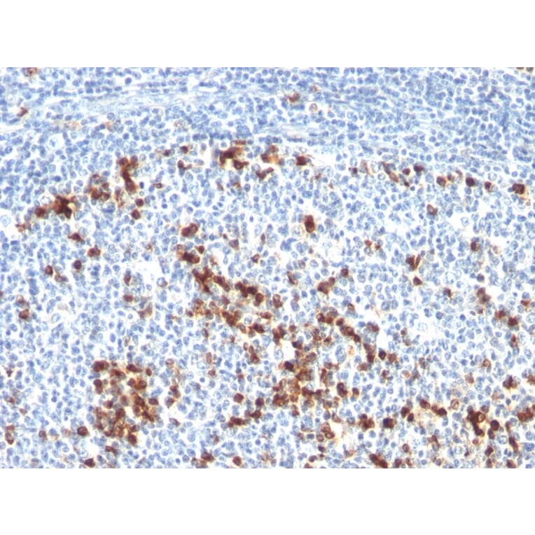 Immunohistochemistry - Anti-Kappa Light Chain Antibody [L1C1] - BSA and Azide free (A252154) - Antibodies.com