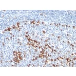 Immunohistochemistry - Anti-Kappa Light Chain Antibody [L1C1] - BSA and Azide free (A252154) - Antibodies.com