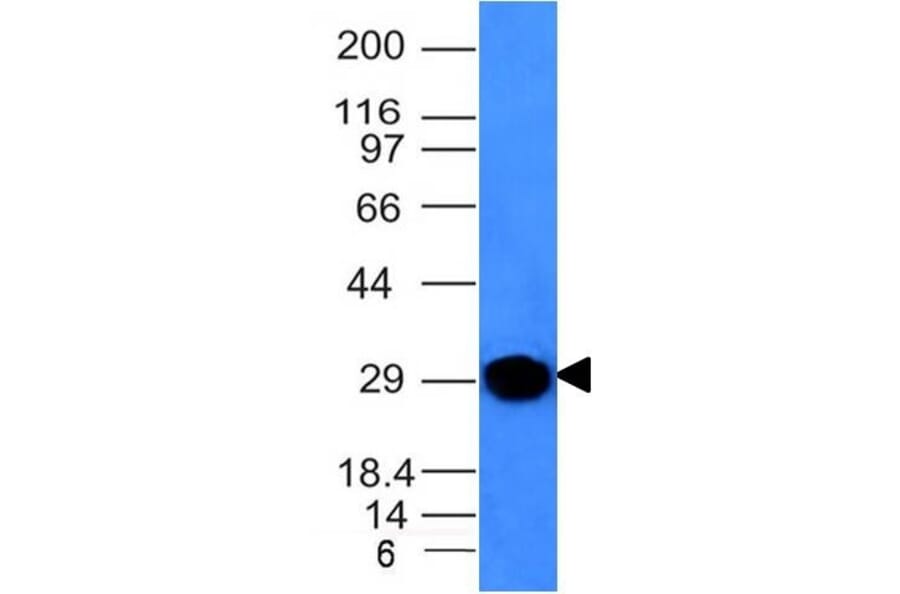 Western Blot - Anti-Kappa Light Chain Antibody [KLC264] - BSA and Azide free (A252157) - Antibodies.com