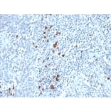 Immunohistochemistry - Anti-Kappa Light Chain Antibody [TB28-2] - BSA and Azide free (A252158) - Antibodies.com