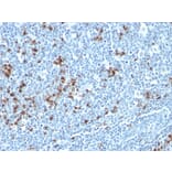 Immunohistochemistry - Anti-Kappa Light Chain Antibody [HP6053 + L1C1] - BSA and Azide free (A252160) - Antibodies.com