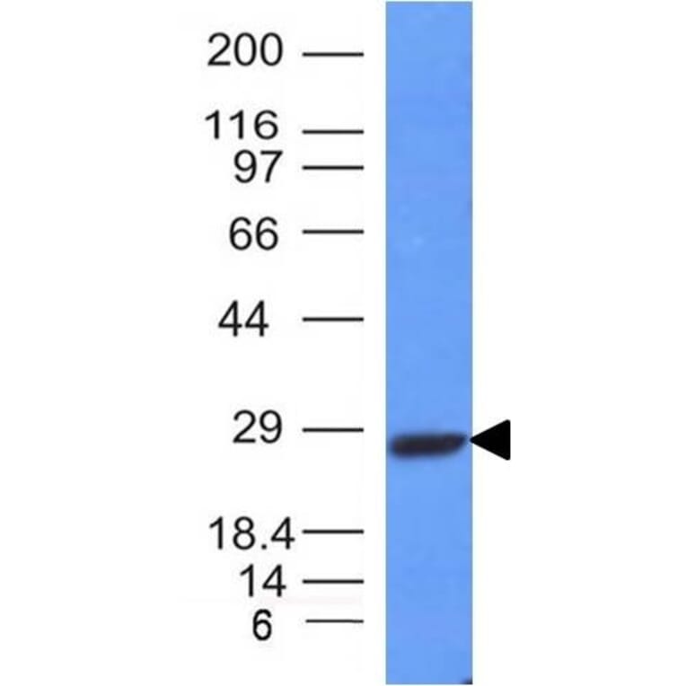 Western Blot - Anti-Kappa Light Chain Antibody [HP6053 + L1C1] - BSA and Azide free (A252161) - Antibodies.com