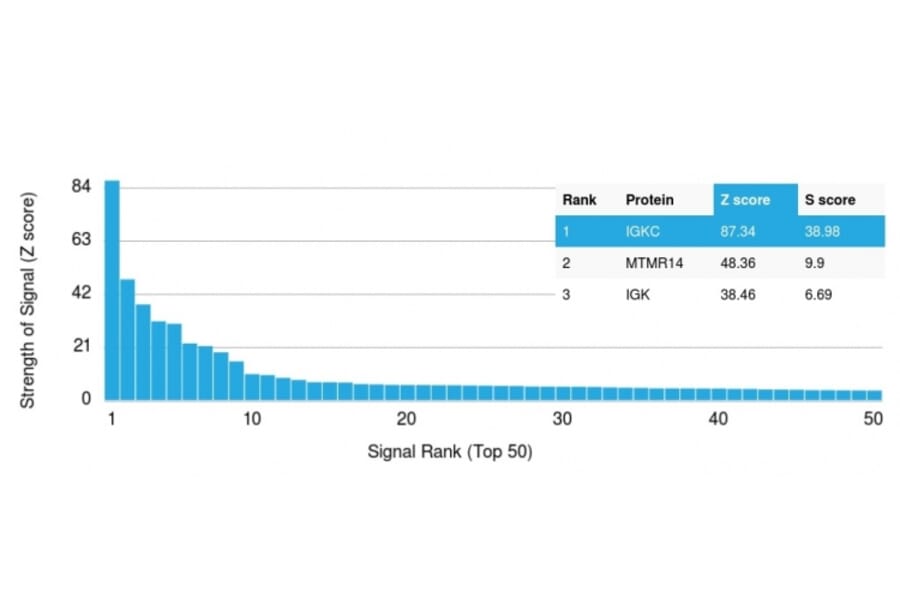 Protein Array - Anti-Kappa Light Chain Antibody [KLC709] - BSA and Azide free (A252161) - Antibodies.com