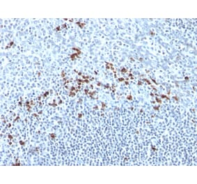 Immunohistochemistry - Anti-Kappa Light Chain Antibody [Kap-56] - BSA and Azide free (A252162) - Antibodies.com