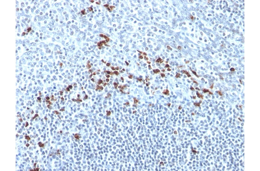 Immunohistochemistry - Anti-Kappa Light Chain Antibody [Kap-56] - BSA and Azide free (A252162) - Antibodies.com