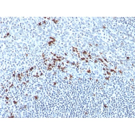 Immunohistochemistry - Anti-Kappa Light Chain Antibody [Kap-56] - BSA and Azide free (A252162) - Antibodies.com