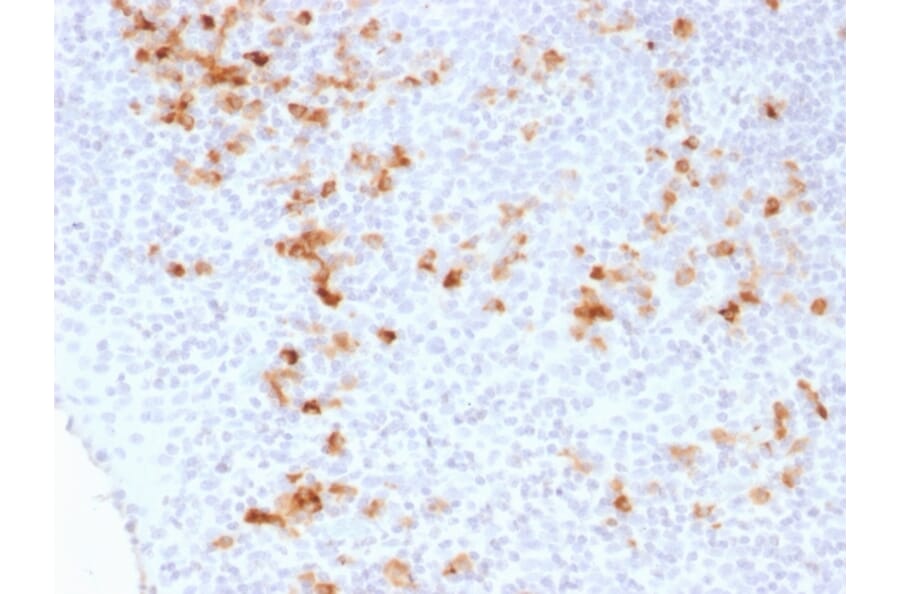 Immunohistochemistry - Anti-Kappa Light Chain Antibody [KLC1278] - BSA and Azide free (A252163) - Antibodies.com