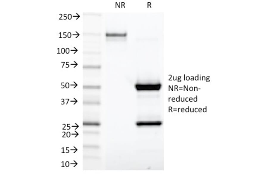 SDS-PAGE - Anti-Kappa Light Chain Antibody [KLC1278] - BSA and Azide free (A252164) - Antibodies.com