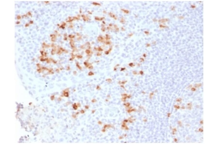 Immunohistochemistry - Anti-Kappa Light Chain Antibody [KLC2289R] - BSA and Azide free (A252164) - Antibodies.com