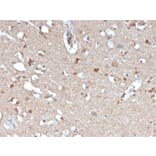 Immunohistochemistry - Anti-beta Amyloid Antibody [APP/3345] - BSA and Azide free (A252169) - Antibodies.com
