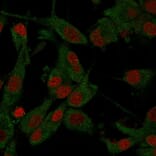 Immunofluorescence - Anti-beta Amyloid Antibody [APP/3345] - BSA and Azide free (A252169) - Antibodies.com