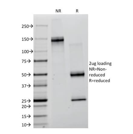 SDS-PAGE - Anti-Lambda Light Chain Antibody [ICO-106] - BSA and Azide free (A252170) - Antibodies.com