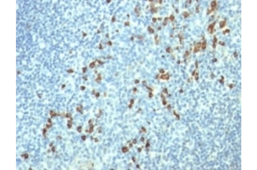 Immunohistochemistry - Anti-Lambda Light Chain Antibody [HP6054] - BSA and Azide free (A252172) - Antibodies.com