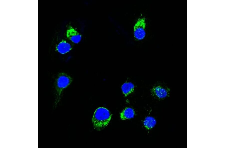 Immunofluorescence - Anti-Lambda Light Chain Antibody [HP6054] - BSA and Azide free (A252171) - Antibodies.com