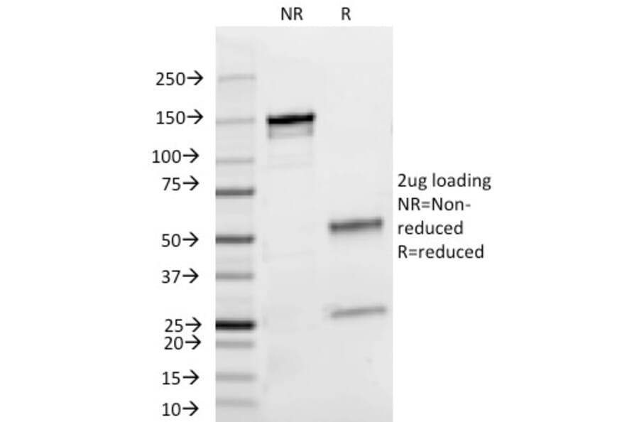 SDS-PAGE - Anti-Lambda Light Chain Antibody [HP6054] - BSA and Azide free (A252172) - Antibodies.com