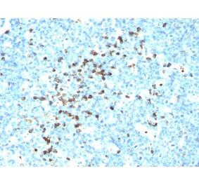 Immunohistochemistry - Anti-Lambda Light Chain Antibody [LcN-2] - BSA and Azide free (A252173) - Antibodies.com