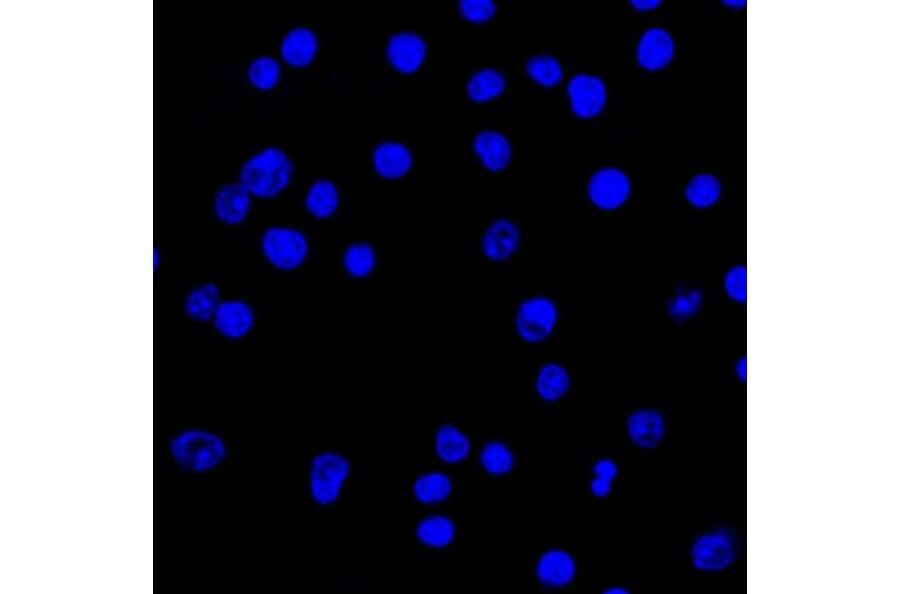 Immunofluorescence - Anti-Lambda Light Chain Antibody [LcN-2] - BSA and Azide free (A252173) - Antibodies.com