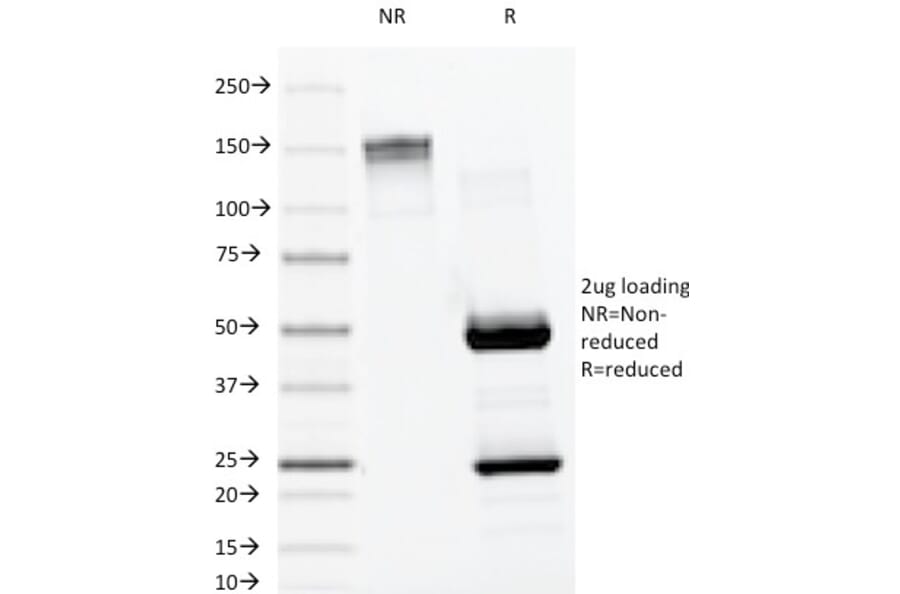 SDS-PAGE - Anti-Lambda Light Chain Antibody [LAM03] - BSA and Azide free (A252174) - Antibodies.com