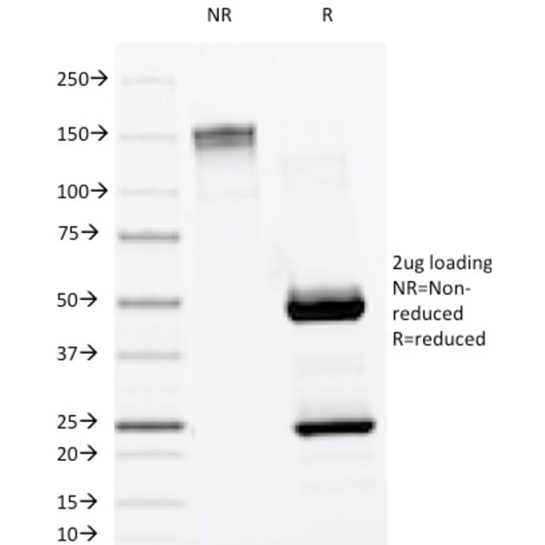 SDS-PAGE - Anti-Lambda Light Chain Antibody [LAM03] - BSA and Azide free (A252174) - Antibodies.com