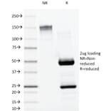 SDS-PAGE - Anti-Lambda Light Chain Antibody [LAM03] - BSA and Azide free (A252174) - Antibodies.com