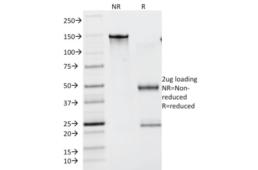 SDS-PAGE - Anti-Lambda Light Chain Antibody [N10/2] - BSA and Azide free (A252177) - Antibodies.com