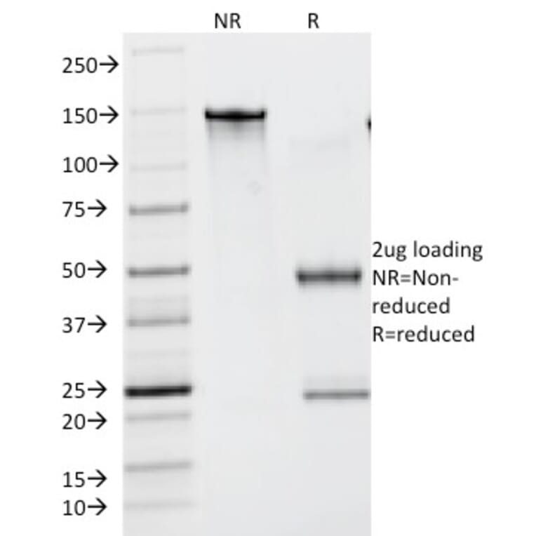 SDS-PAGE - Anti-Lambda Light Chain Antibody [N10/2] - BSA and Azide free (A252177) - Antibodies.com