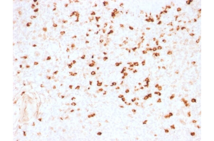 Immunohistochemistry - Anti-Lambda Light Chain Antibody [N10/2] - BSA and Azide free (A252176) - Antibodies.com