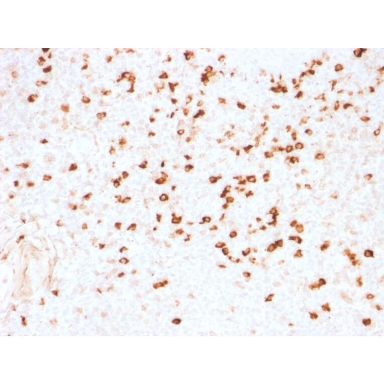 Immunohistochemistry - Anti-Lambda Light Chain Antibody [N10/2] - BSA and Azide free (A252176) - Antibodies.com