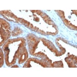 Immunohistochemistry - Anti-Prostate Specific Antigen Antibody [rKLK3/4753] - BSA and Azide free (A249001) - Antibodies.com