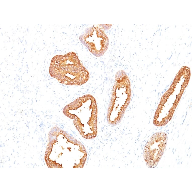 Immunohistochemistry - Anti-Prostate Specific Antigen Antibody [A67-B/E3] - BSA and Azide free (A252181) - Antibodies.com