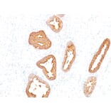 Immunohistochemistry - Anti-Prostate Specific Antigen Antibody [A67-B/E3] - BSA and Azide free (A252181) - Antibodies.com