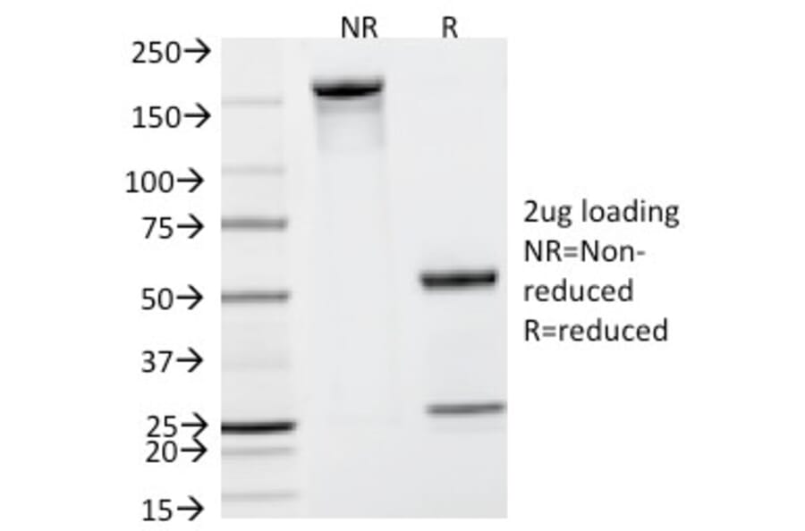 SDS-PAGE - Anti-Prostate Specific Antigen Antibody [KLK3/801] - BSA and Azide free (A252184) - Antibodies.com