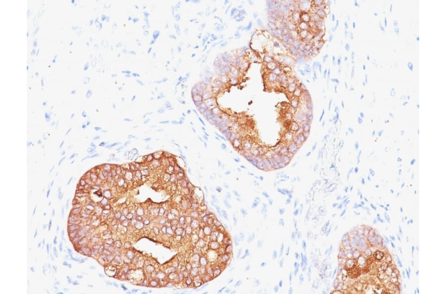 Immunohistochemistry - Anti-Prostate Specific Antigen Antibody [1A7] - BSA and Azide free (A252184) - Antibodies.com