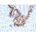 Immunohistochemistry - Anti-Prostate Specific Antigen Antibody [KLK3/1248] - BSA and Azide free (A252185) - Antibodies.com