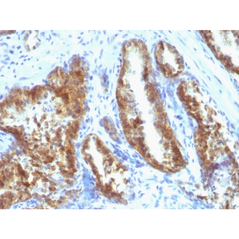 Immunohistochemistry - Anti-Prostate Specific Antigen Antibody [A67-B/E3 + 1A7] - BSA and Azide free (A252186) - Antibodies.com