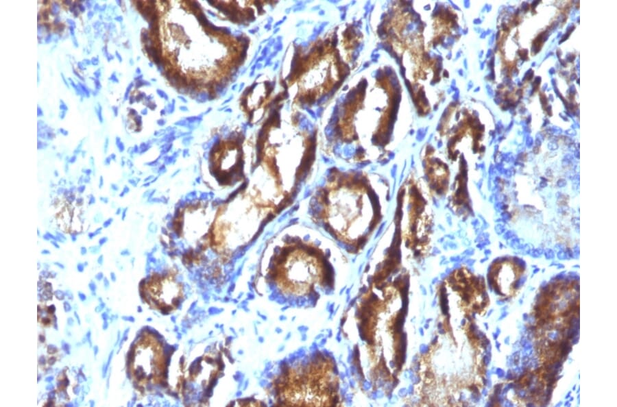 Immunohistochemistry - Anti-Prostate Specific Antigen Antibody [KLK3/801 + KLK3/1248] - BSA and Azide free (A252187) - Antibodies.com