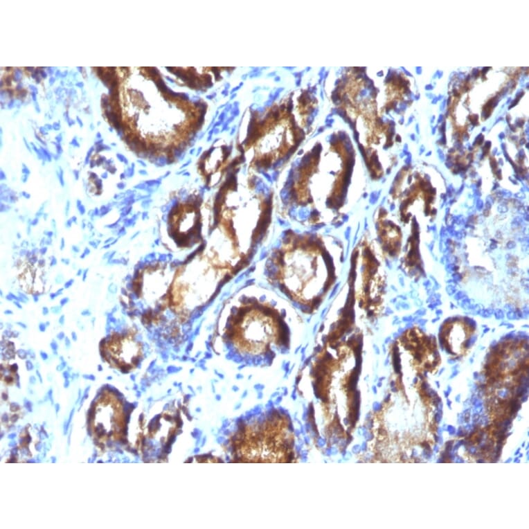 Immunohistochemistry - Anti-Prostate Specific Antigen Antibody [KLK3/801 + KLK3/1248] - BSA and Azide free (A252187) - Antibodies.com